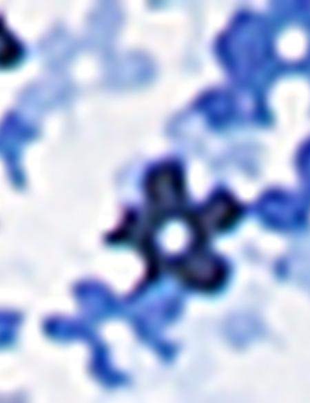 Mavi Slim Fit Kısa Kollu Gömlek - 50171653008