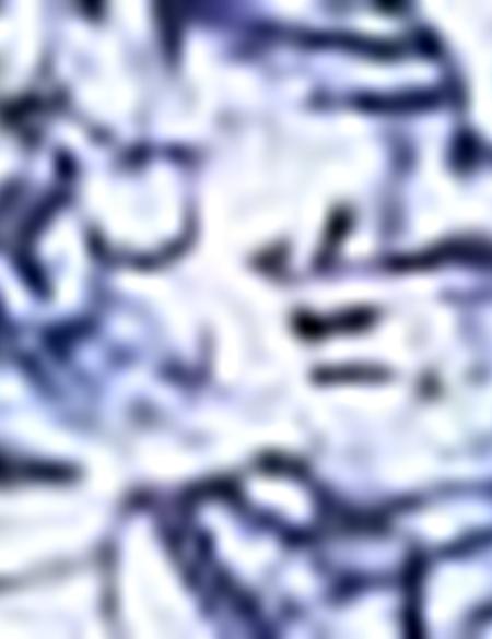 LACIVERT T-shirt - 50186350014