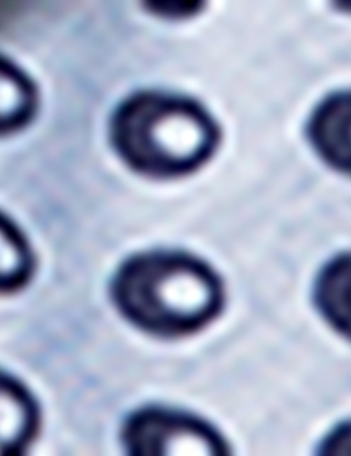 Slim Lacivert Gömlek - 50186442001