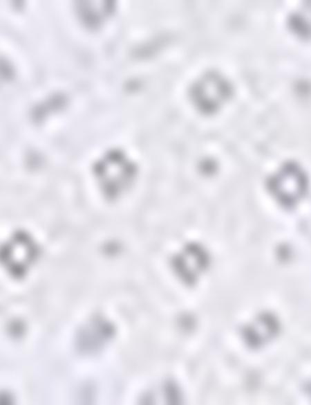 Beyaz Regular Fit Kısa Kollu Gömlek - 50187626006