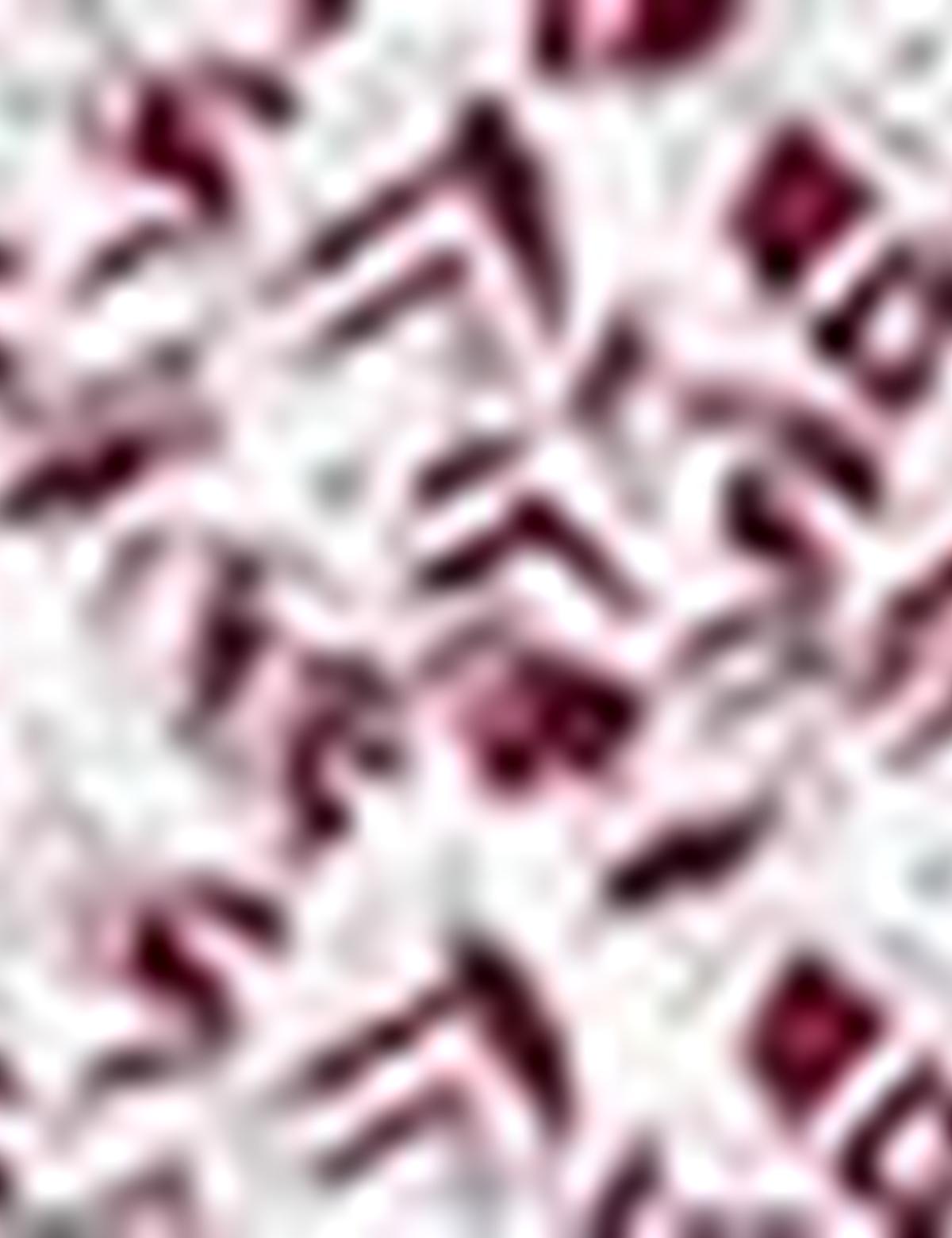 Beyaz Tişört - 50187651048