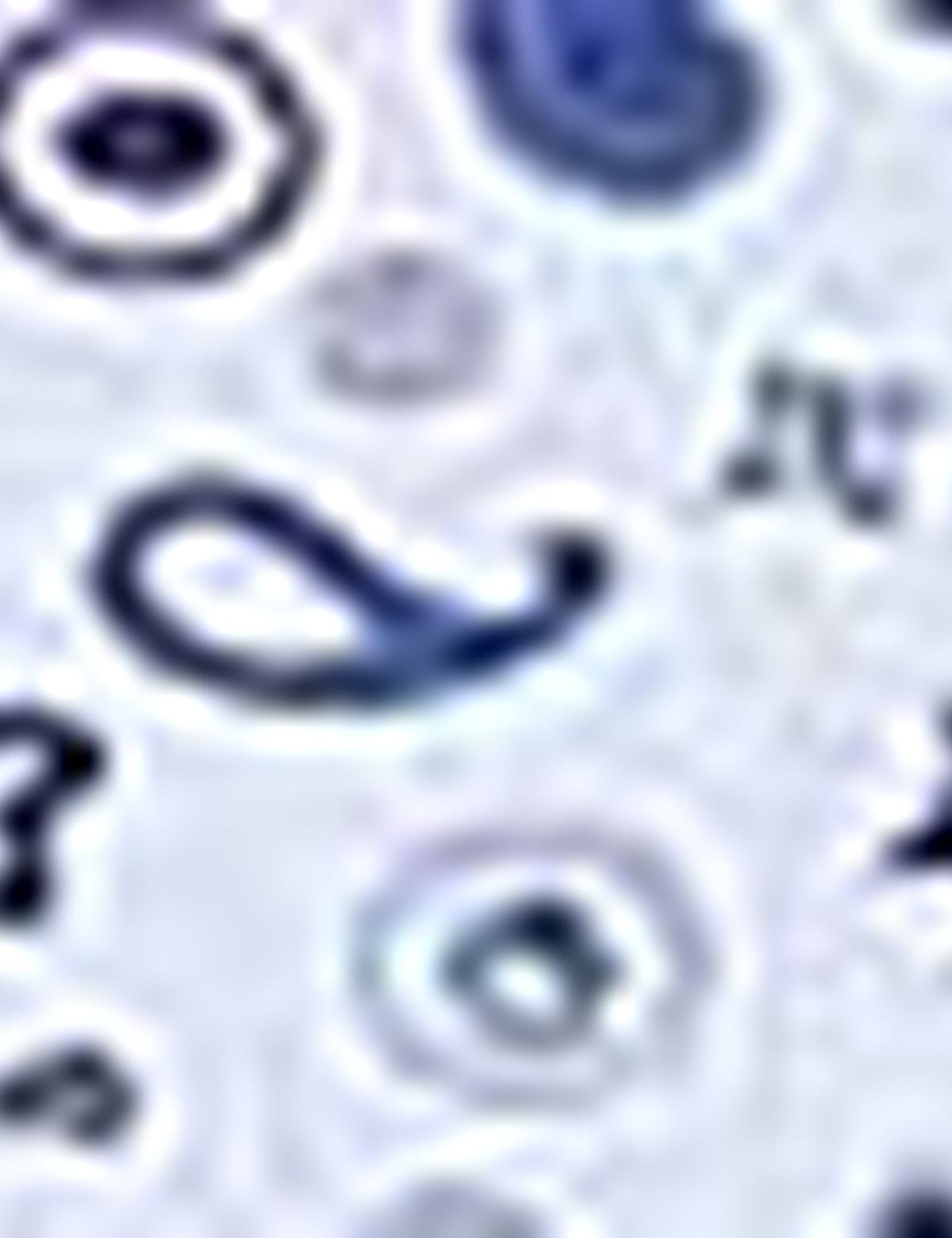 Mavi Slim Fit Gömlek - 50193890002