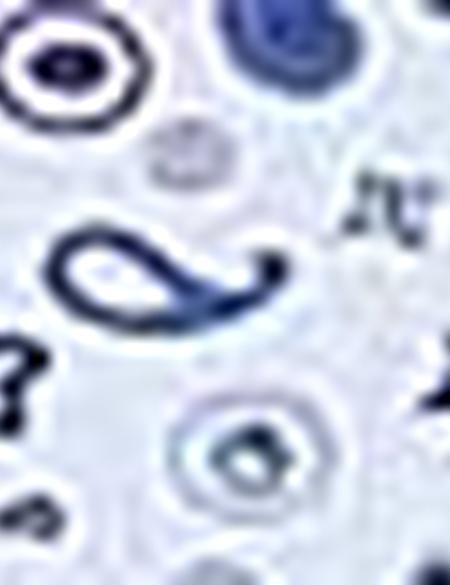 Mavi Slim Fit Gömlek - 50193890002