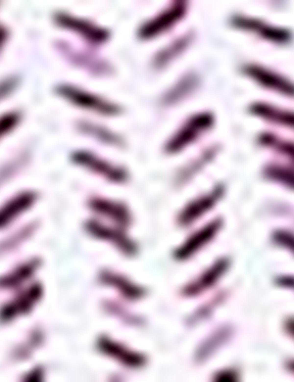 Bordo Slim Fit T-Shirt