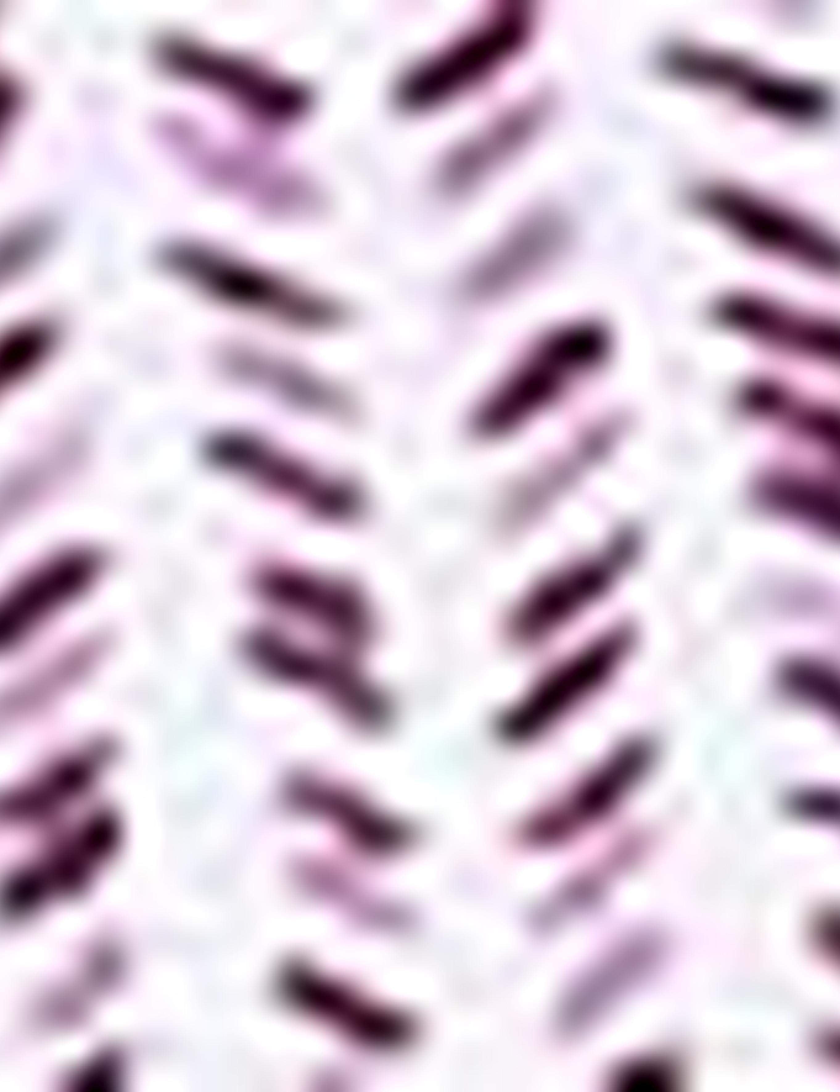 Bordo Slim Fit T-Shirt