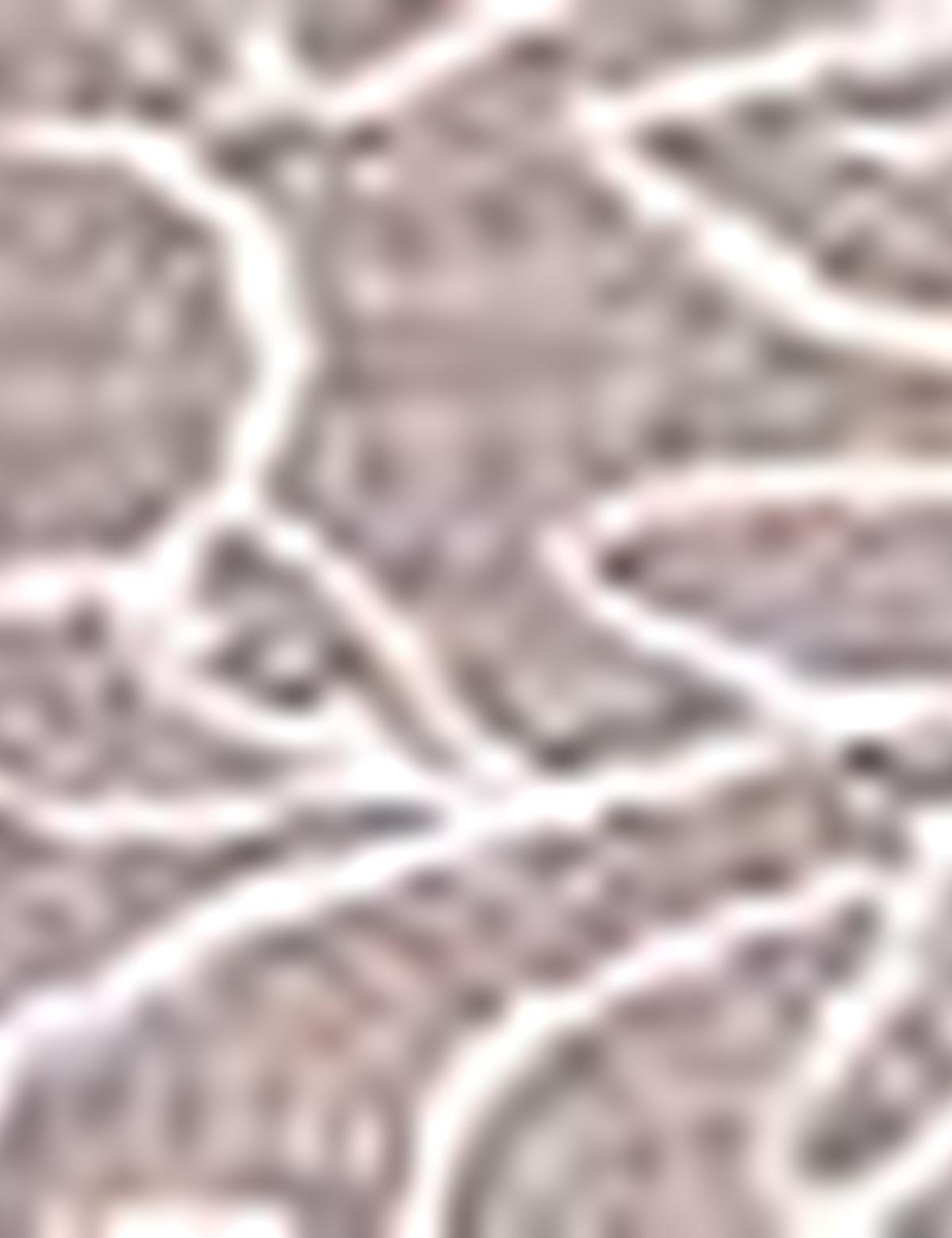 Açık Kahverengi Slim Fit Tişört - 50200688007