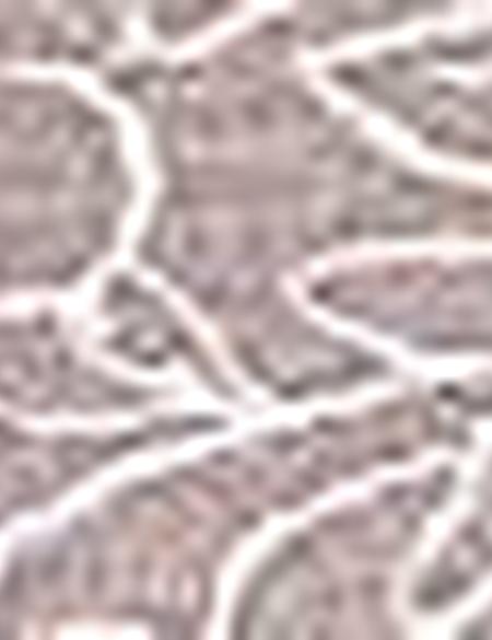 Açık Kahverengi Slim Fit Tişört - 50200688007