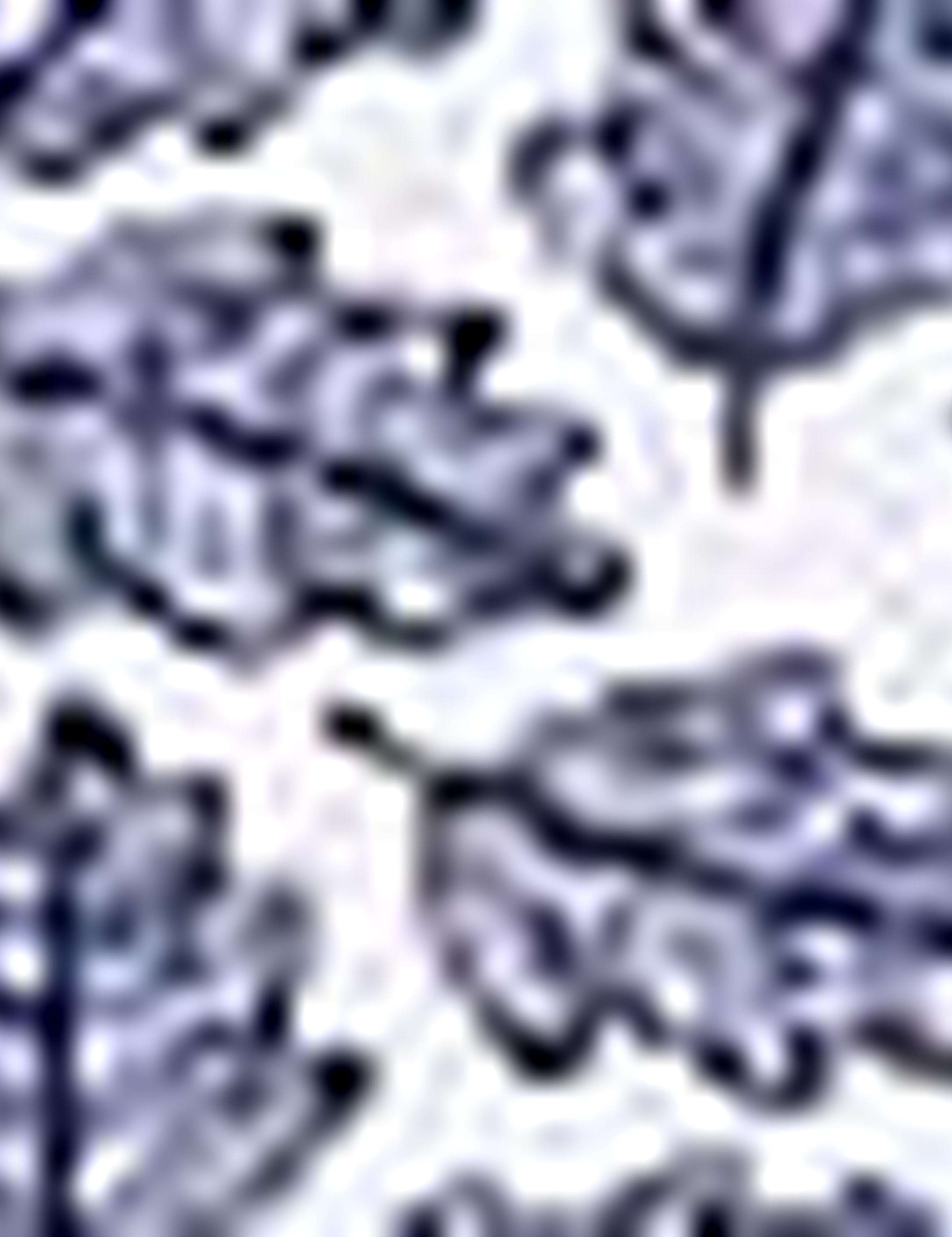 Lacivert Slim Fit Polo Yaka T-Shirt