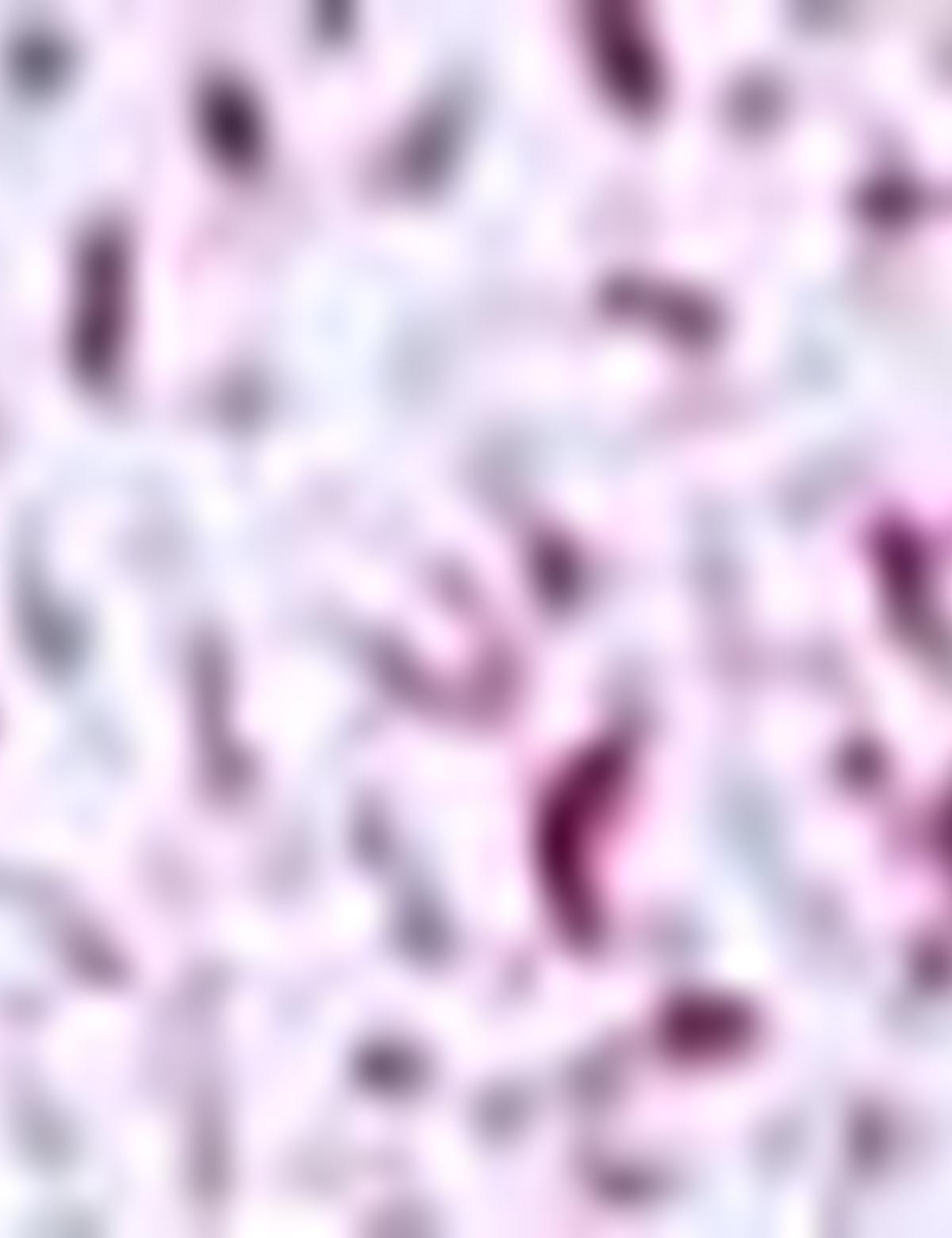 Bordo Slim Fit Uzun Kollu Gömlek - 50202847012