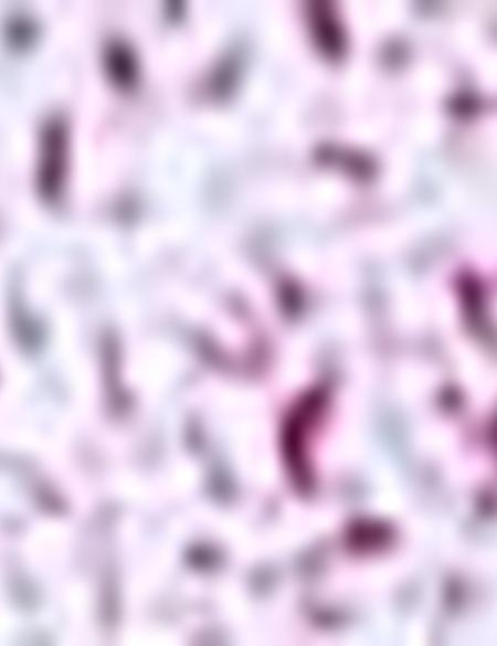 Bordo Slim Fit Uzun Kollu Gömlek - 50202847012