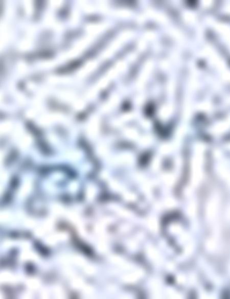 Petrol Slim Fit Uzun Kollu Gömlek - 50203441010