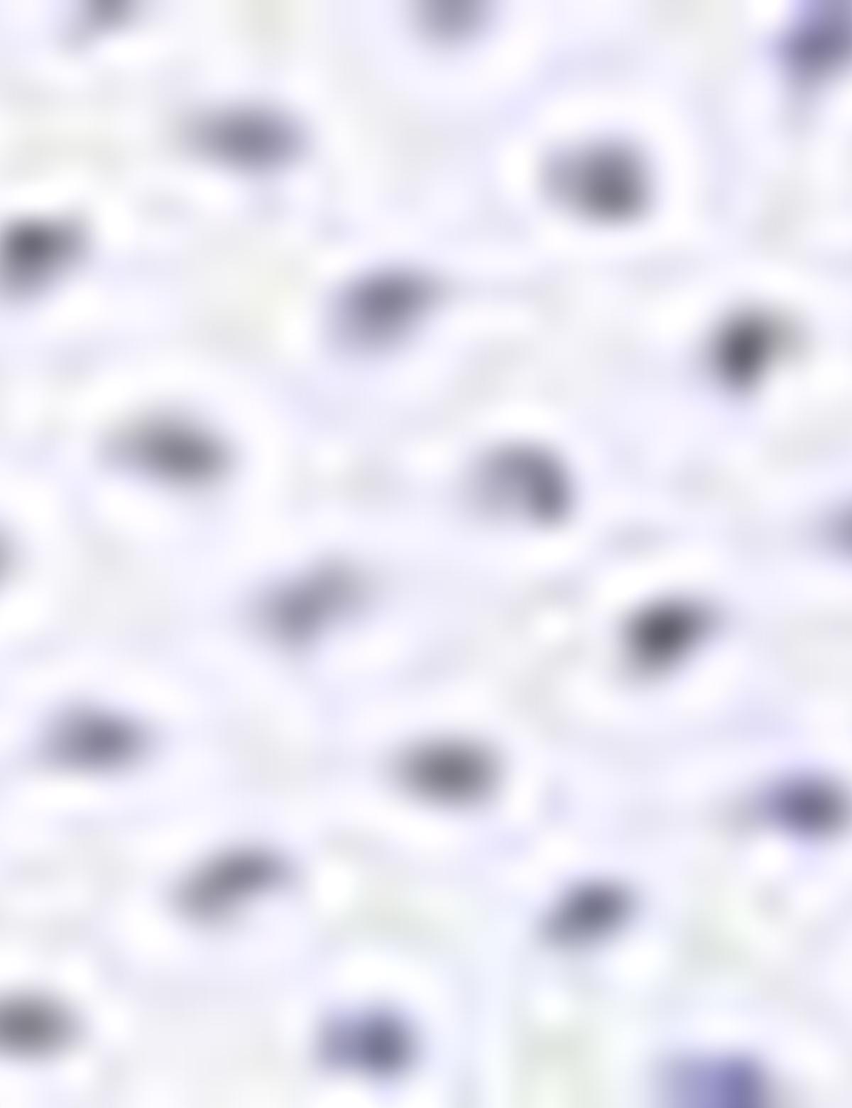 Beyaz Slim Fit Gömlek - 50203477001