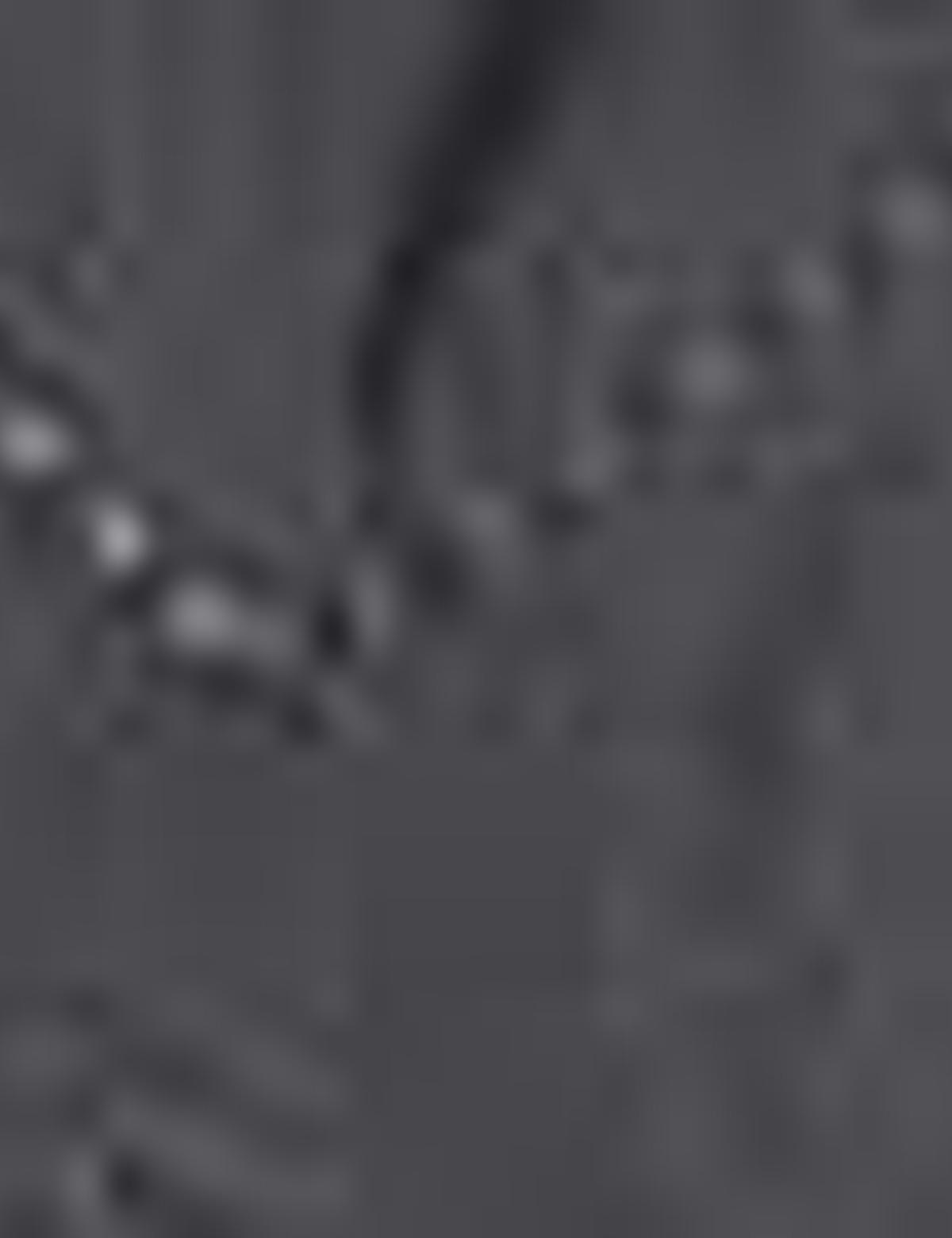 Koyu Yesil Mont - 50202182028