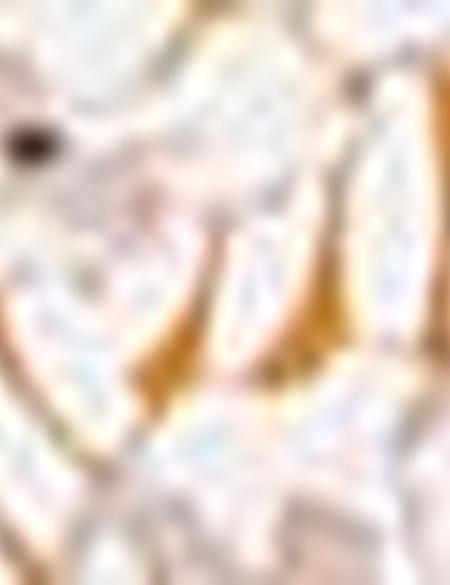 Safran Slim Fit Polo Yaka Tişört - 50202701027