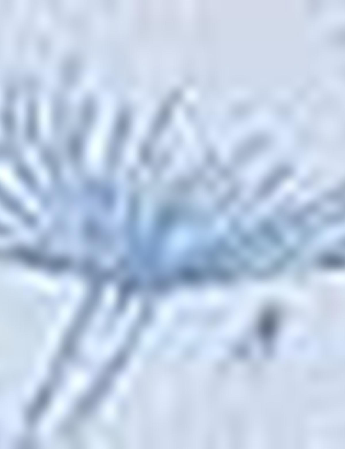 Mavi Slim Fit Tişört - 50205617031