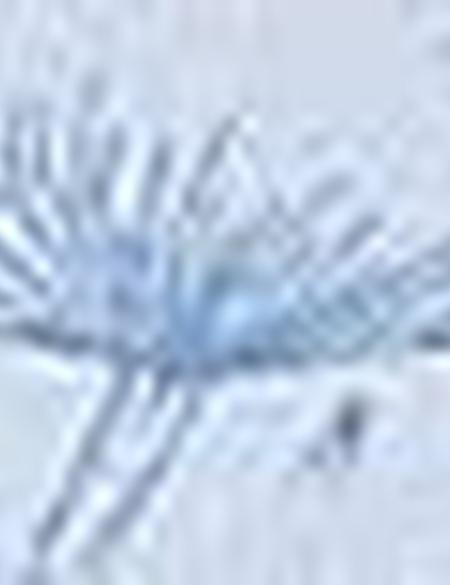 Mavi Slim Fit Tişört - 50205617031