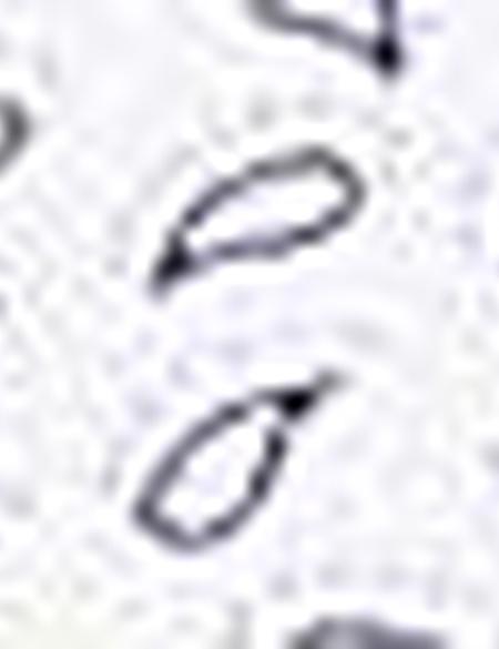 Lacivert Slim Fit Polo Yaka T-Shirt - 50210351006