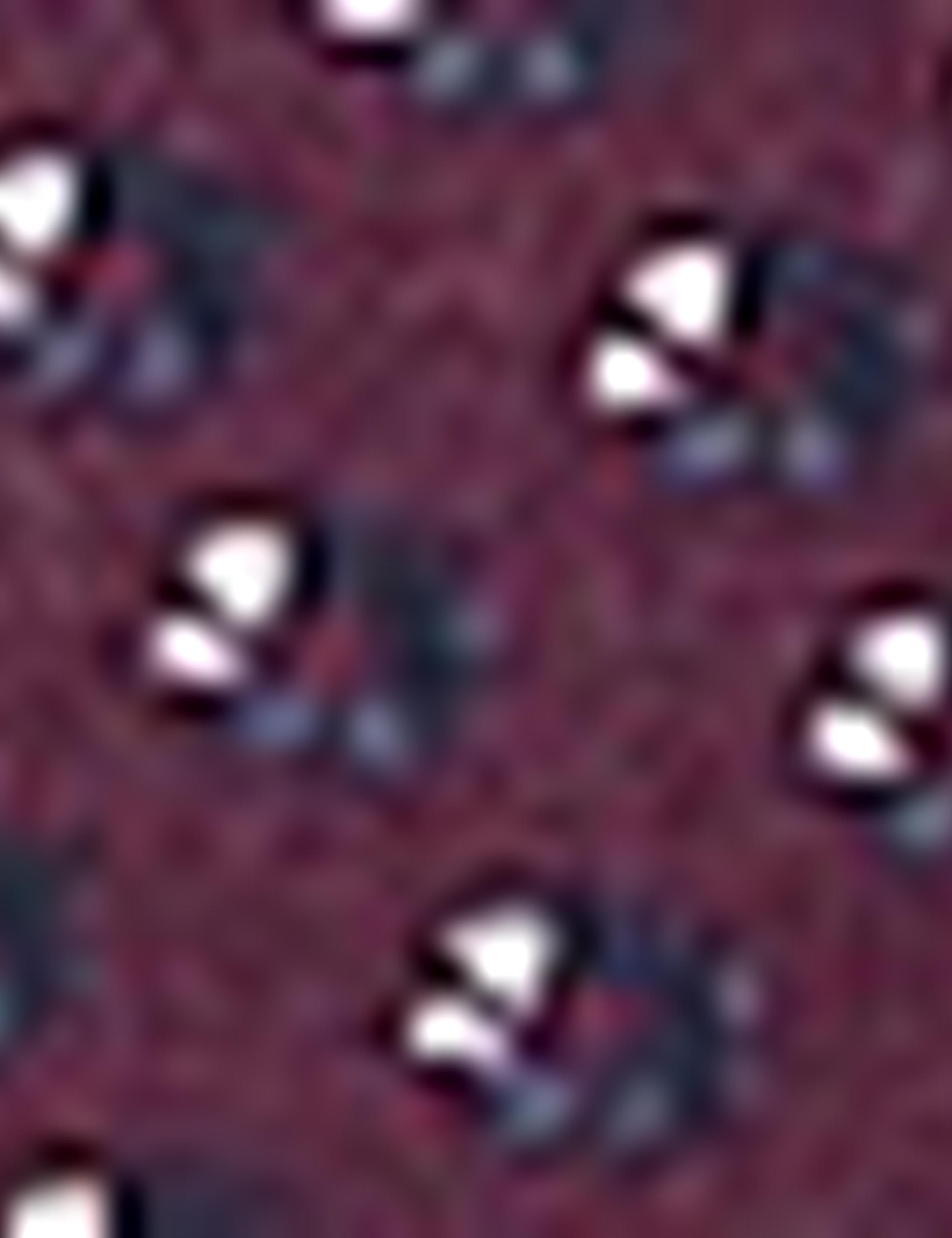 Bordo Slim Fit Polo Yaka T-Shirt