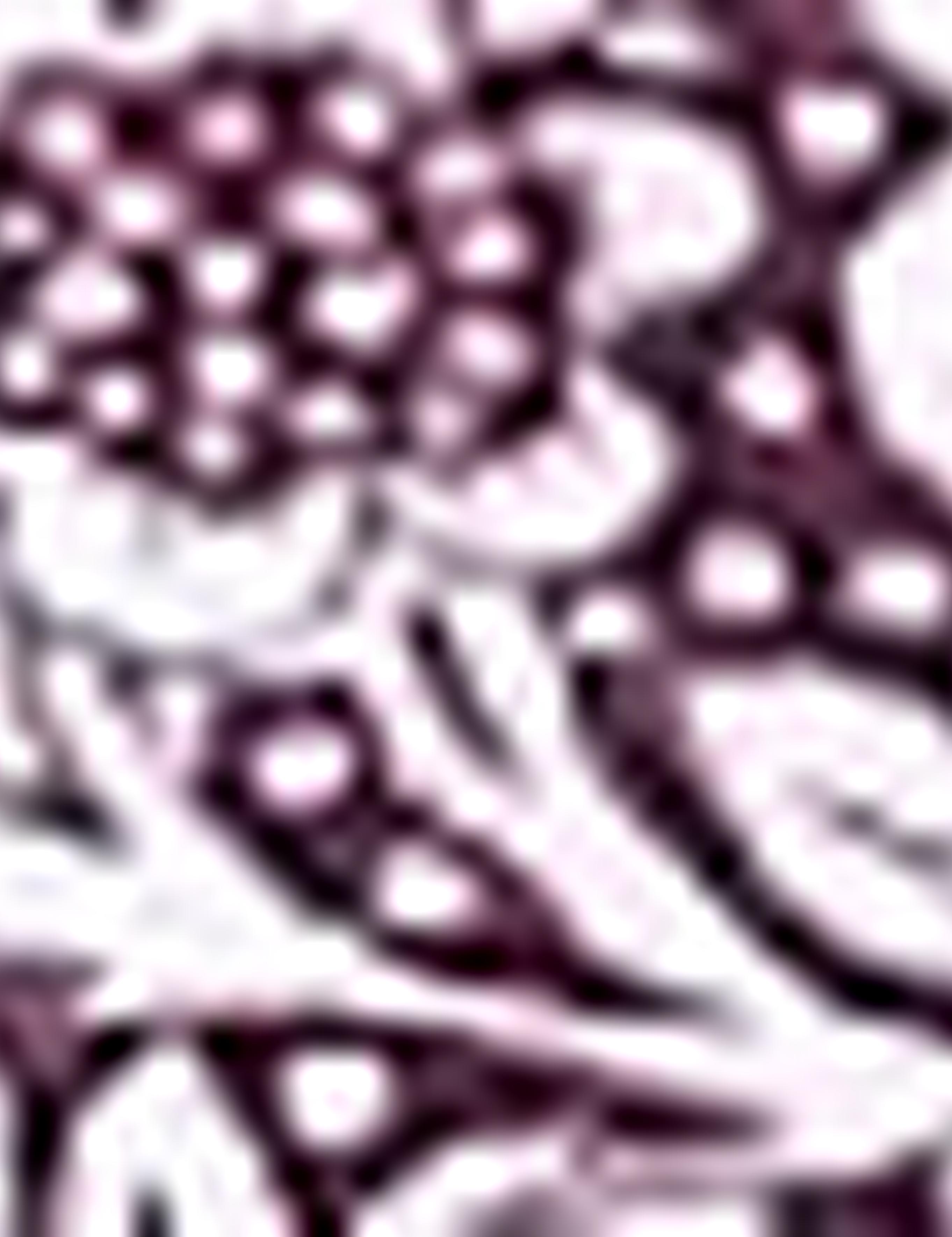 Bordo Slim Fit Polo Yaka T-Shirt