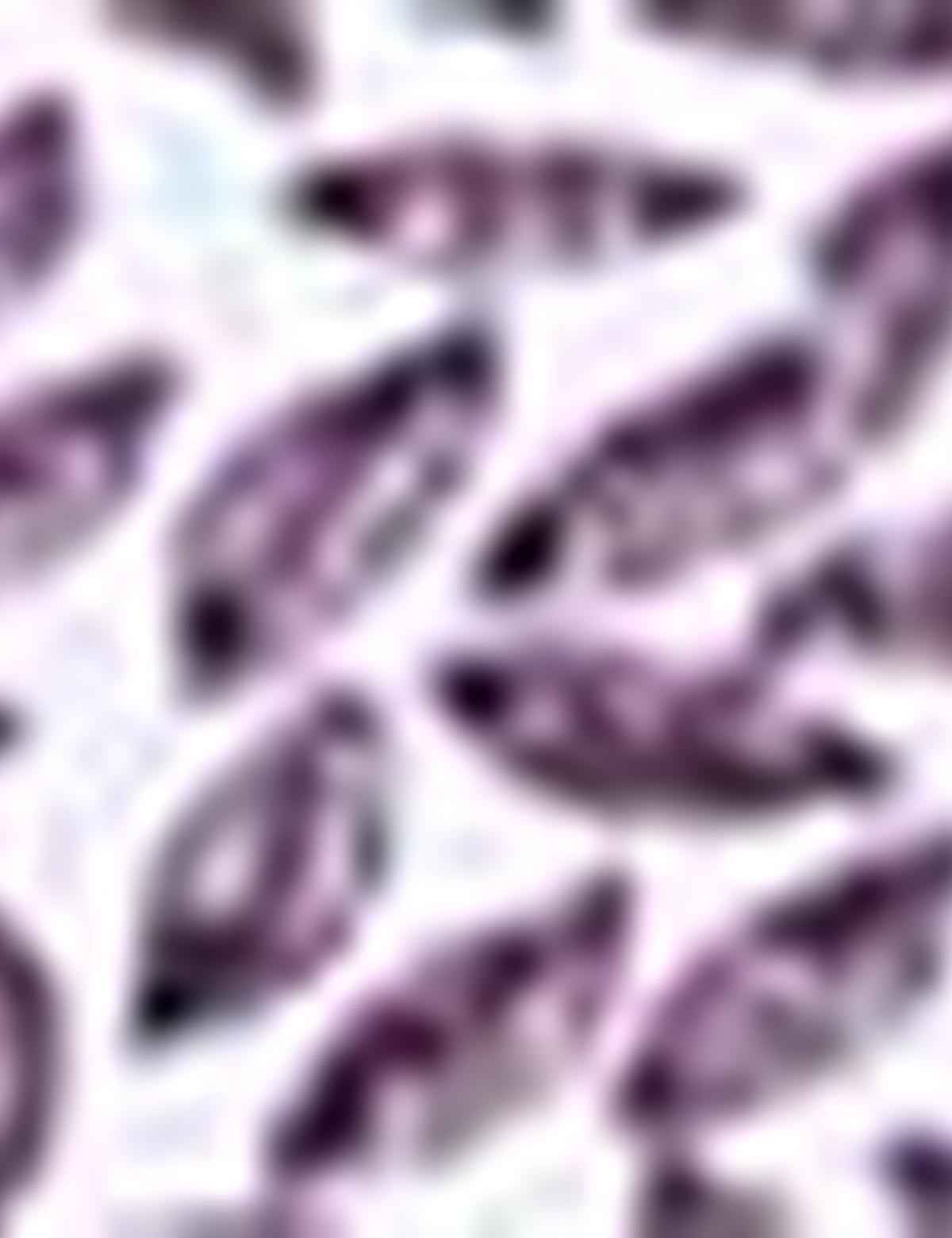 Bordo Slim Fit Polo Yaka T-Shirt - 50210712005