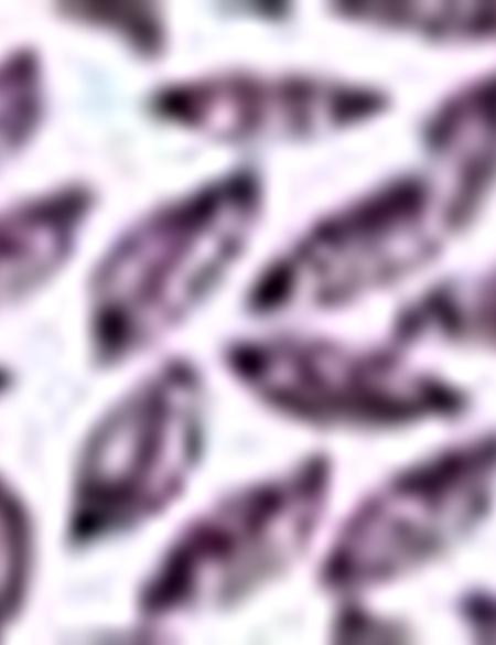 Bordo Slim Fit Polo Yaka T-Shirt - 50210712005