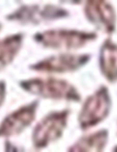 Açık Kahverengi Slim Fit Tişört - 50210712038