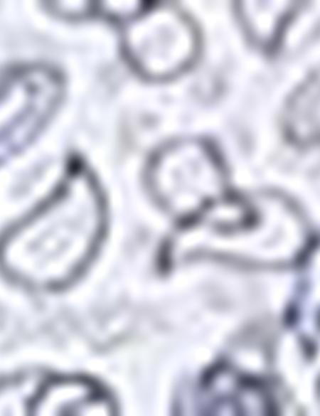 Mavi Slim Fit Gömlek - 50211192011