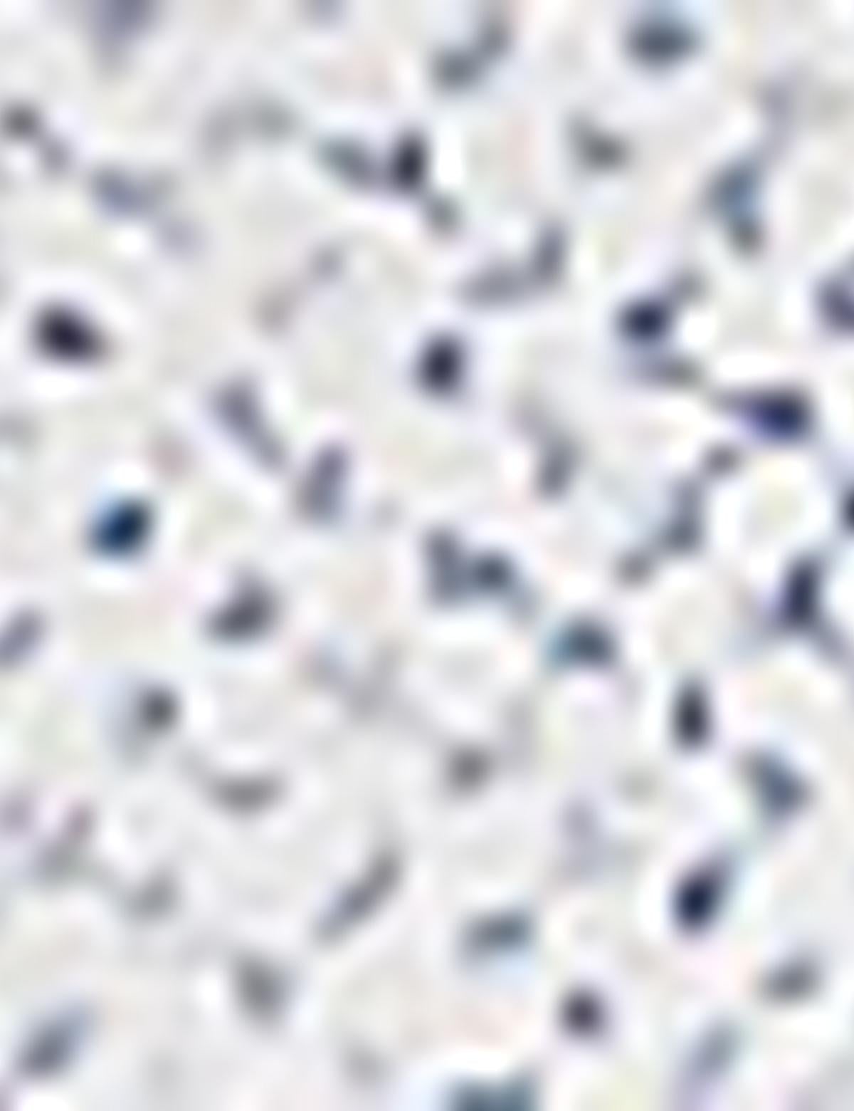 Beyaz Slim Fit Uzun Kollu Gömlek - 50211195018