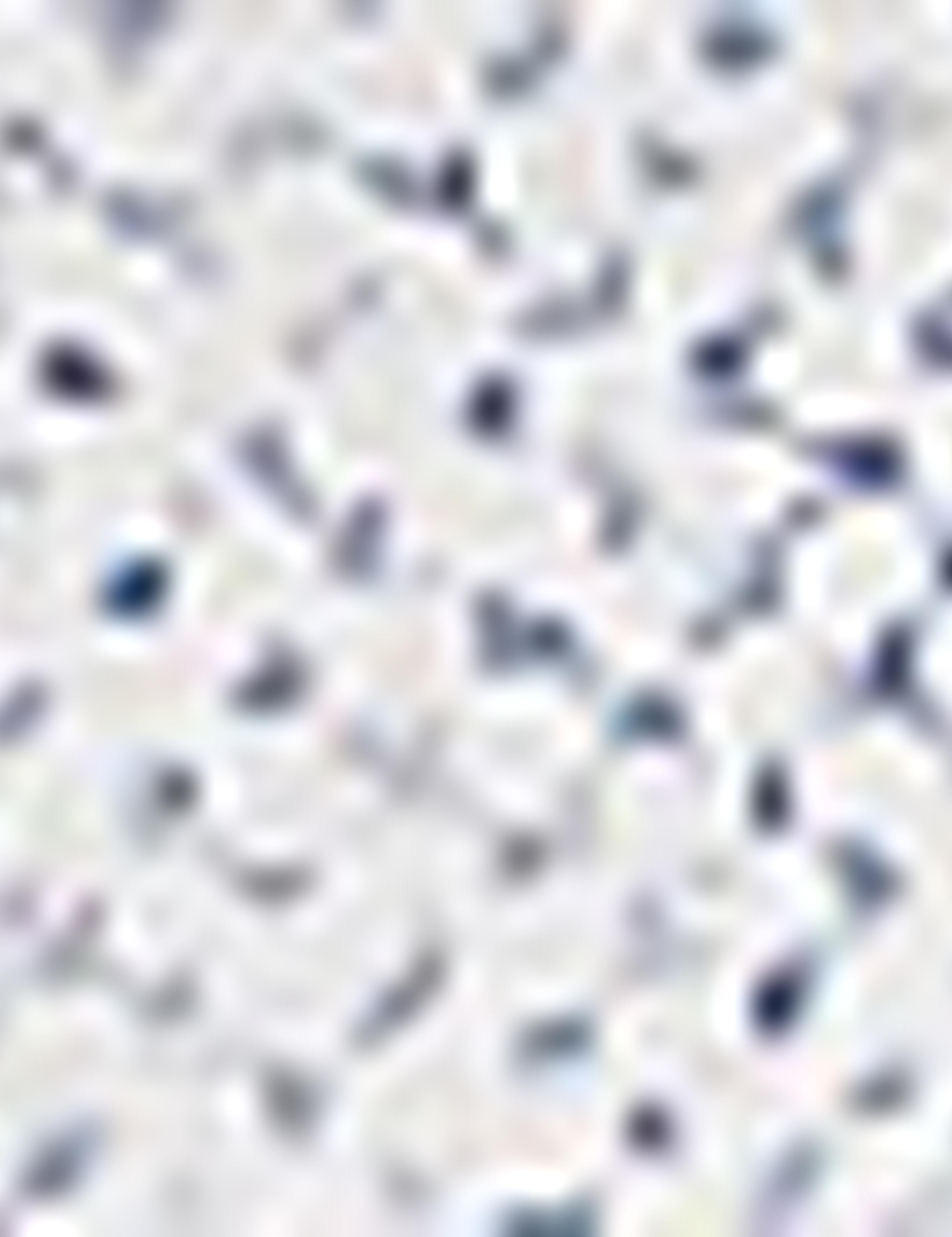 Beyaz Slim Fit Uzun Kollu Gömlek