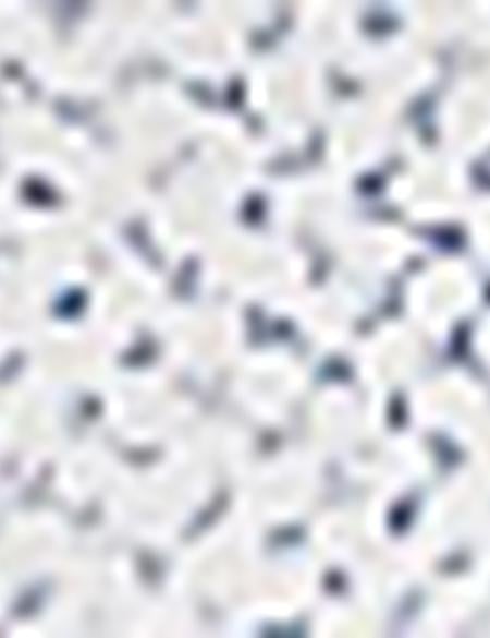 Beyaz Slim Fit Uzun Kollu Gömlek - 50211195018