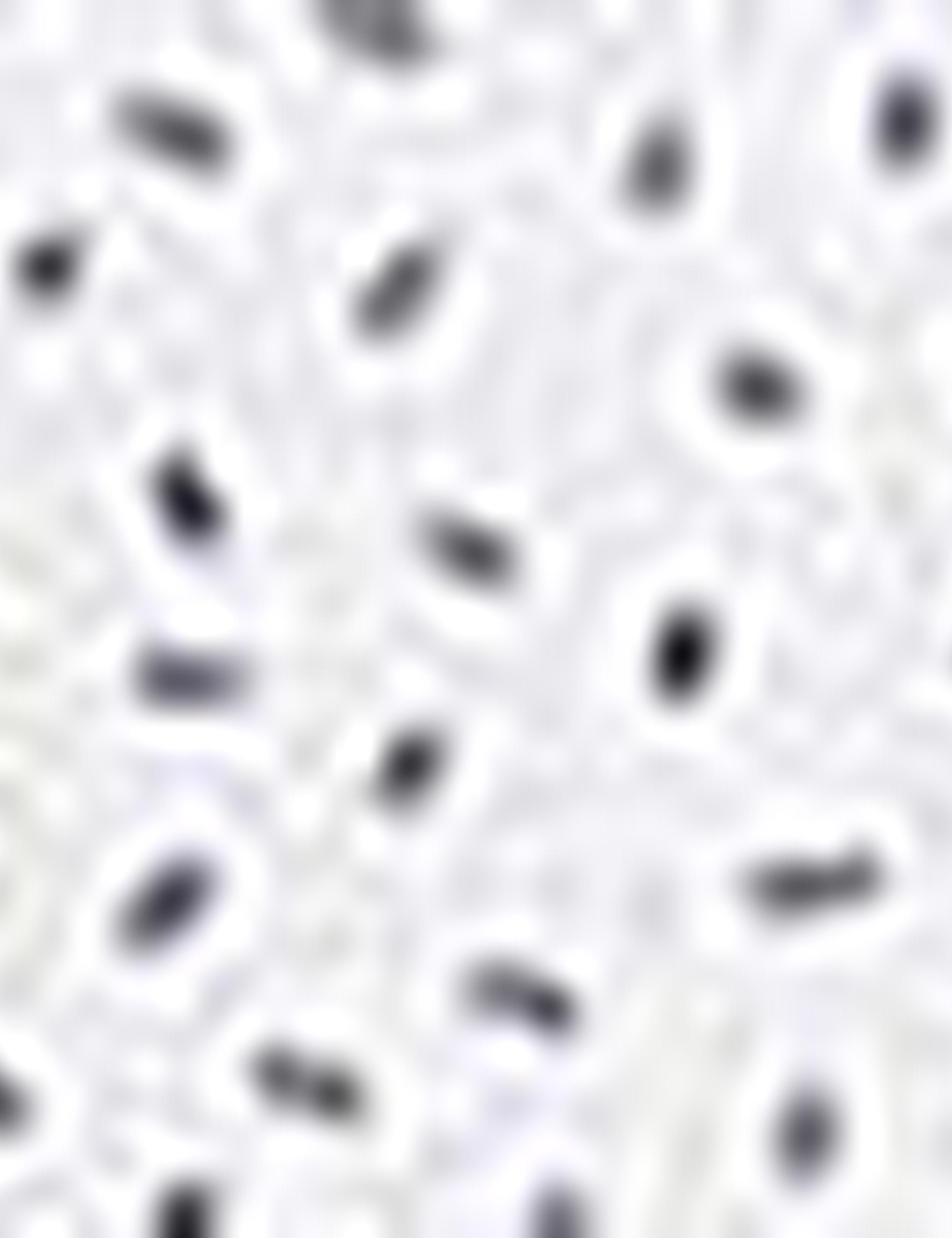 Lacivert Slim Fit Gömlek