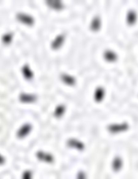 Lacivert Slim Fit Gömlek - 50211201003