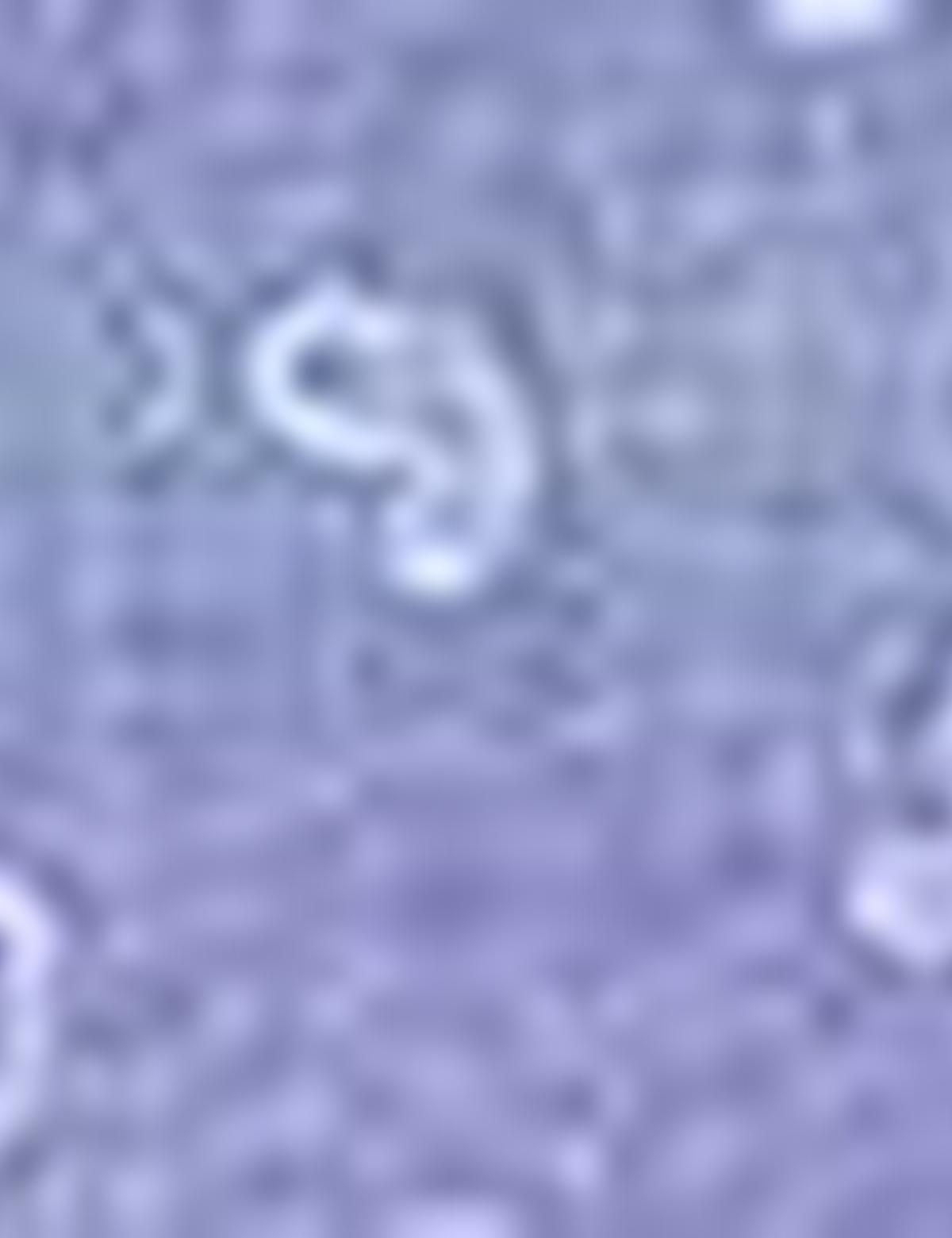 Lacivert Slim Fit Gömlek - 50211203023