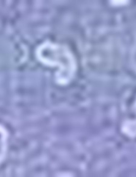 Lacivert Slim Fit Gömlek - 50211203023