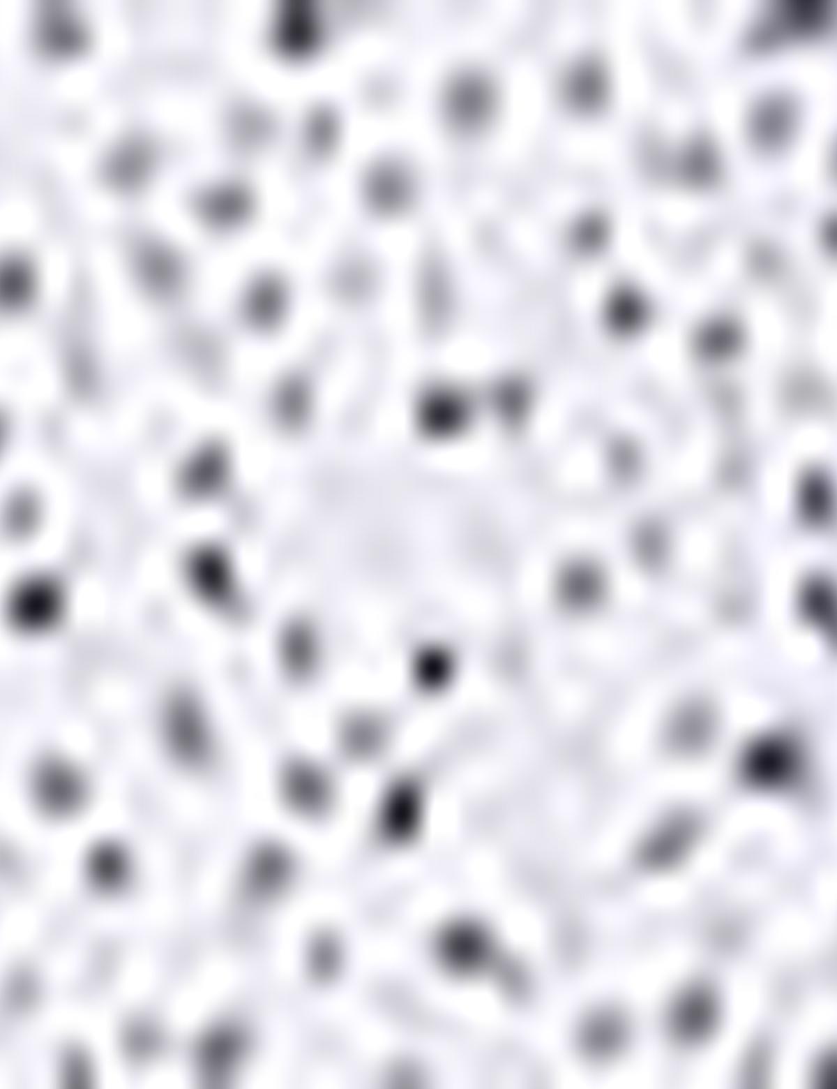 Lacivert Slim Fit Gömlek - 50211209002