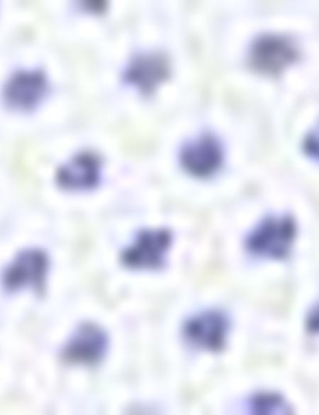 Beyaz Slim Fit Gömlek - 50211215013