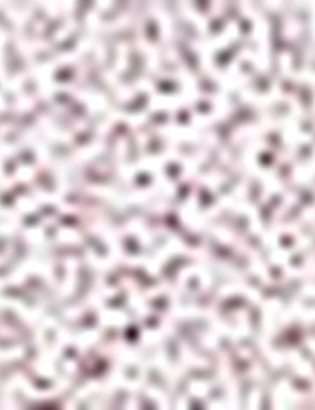 Bordo Slim Fit Gömlek - 50211219006