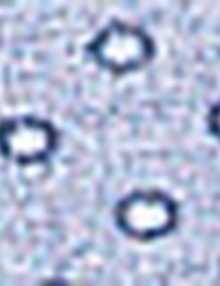 Mavi Slim Fit Gömlek - 50211229012