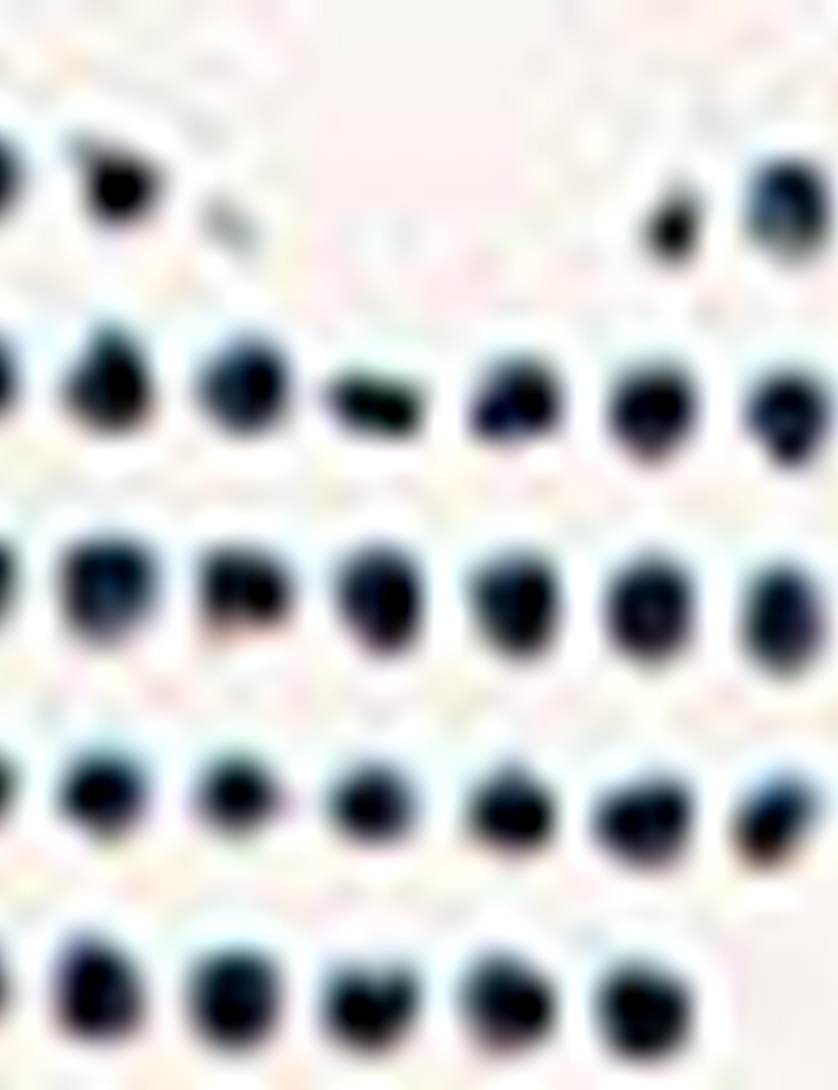 Kadın Sırt Çantası