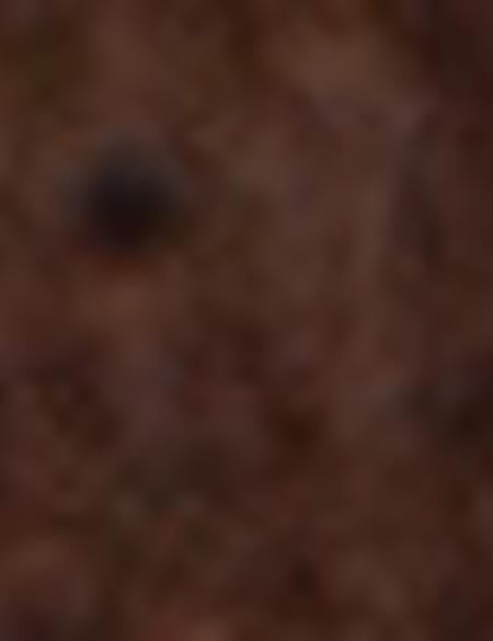 Kahverengi Kemer - 50217227006